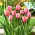 Tulip Design Impression - pacchetto grande! - 50 pz