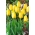 Tulip Golden Parade - large package! - 50 pcs