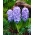 Гиацинт обыкновенный Делфтский синий - 3 шт .; садовый гиацинт, голландский гиацинт - 