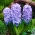 Гиацинт обыкновенный Делфтский синий - 3 шт .; садовый гиацинт, голландский гиацинт - 