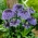 Portugalilainen squill - 