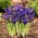 Iris reticulado - Nota azul - 10 piezas