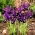 Reticulate iris - Pauline - 10 chiếc - 