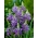 Camas, quamash - stort paket - 100 st; Indisk hyacint, kamash, vild hyacint