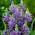 Camas, quamash - veľké balenie - 100 ks; Indický hyacint, kamaš, divoký hyacint