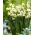 Påskelilje, narcissus 'Canaliculatus' - stor pakke - 50 stk