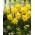Daffodil, narcissus 'Gigantic Star' - large package - 50 pcs
