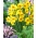 Daffodil, narcissus Hoopoe - 5 pcs - 