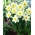 Daffodil, narcissus 'Ice Follies' - large package - 50 pcs