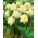 Daffodil, narcissus 'Ice King' - large package - 50 pcs