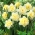 Daffodil, narcissus 'Ice King' - large package - 50 pcs