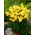 Daffodil, νάρκισσος Martinette - 5 τεμ