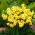 Daffodil, Narcissus Martinette - 5 miếng - 