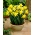 Daffodil, νάρκισσος Φεβρουάριος Χρυσός - 5 τεμ - 