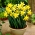 Daffodil, narcissus Februari Emas - 5 pcs - 