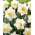 Daffodil, Narcissus White Lion - 5 pcs - 