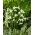 Grön snödroppe - 5 st; Woronows snödroppe, Galanthus woronowii