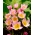 Botanische Tulpe - Lilac Wonder - großes Paket! - 50 Stück