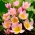 Botanische Tulpe - Lilac Wonder - großes Paket! - 50 Stück