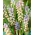 Hroznový hyacint 'Muscarimi' - 5 ks.