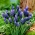 Hroznový hyacint Neglectum - 10 ks