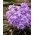 ความรุ่งโรจน์ของหิมะดอกไม้สีม่วงของ Bossier - Chionodoxa Violet Beauty - 10 ชิ้น; ความรุ่งโรจน์ของหิมะของ Lucile - 