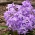 תהילת השלג של בוסייר, פרח סגול - Chionodoxa Violet Beauty - חבילה גדולה! - 100 יח &#39;; תהילת השלג של לוסיל - 