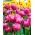 Tulpe 'Abigail' - großes Paket - 50 Stück