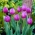 Tulip Attila - confezione grande! - 50 pz