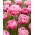 Tulipano 'Aveyron' - confezione grande - 50 pz