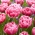 Tulipano 'Aveyron' - confezione grande - 50 pz