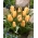 Tulpe 'Batalinii Bright Gem' - große Packung - 50 Stück