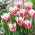 Lagu Tulip Bell - 5 pcs - 