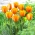 Tulip Blushing Apeldoorn - 5 stk.