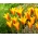 Tulip Chrysantha Tubergen's Gem - großes Paket! - 50 Stück