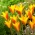 Permata Tulip Chrysantha Tubergen - 5 buah - 
