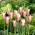 Tulipe Clusiana Lady Jane - 5 pieces