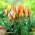 Tulip Clusiana Sheila - 5 piezas