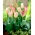 Tulip 'Flaming Purissima' - large package - 50 pcs