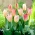Tulip 'Flaming Purissima' - paquete grande - 50 piezas