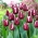Tulip 'Fontainebleau' - 5 piezas