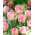 Tulipan 'Foxtrot' - velika embalaža - 50 kosov