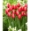 Tulip Kelly - ¡paquete grande! - 50 pcs
