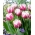 Tulip Melrose - pacote grande! - 50 pcs.