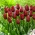 Tulip National Velvet - confezione grande! - 50 pz