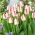 Tulip Playgirl - grand paquet! - 50 pieces