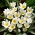 Tulip Polychroma - 5 buah - 