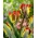 Tulip Rasta Parrot - 5 pezzi