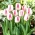 Tulip Salvo - 5 buah - 
