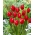 Tulipanova skušnjava - 5 kosov
